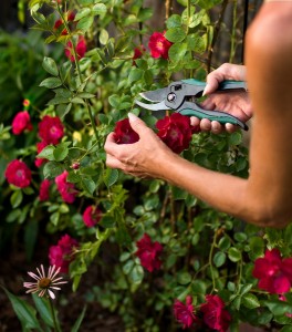 rosepruning